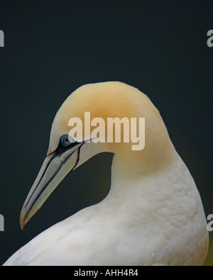 Northern gannet , Sula bassana o Morus bassanus Foto Stock