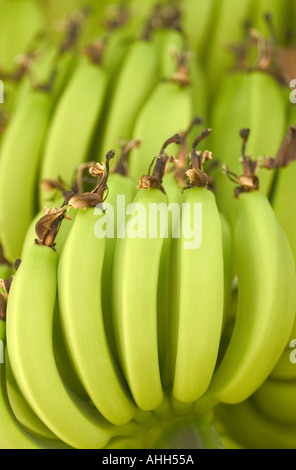 Grumi di banane immature maturazione su una banana flower stelo Foto Stock