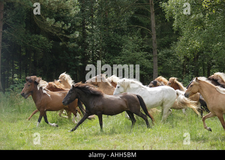 Cavalli islandesi - allevamento sul prato Foto Stock