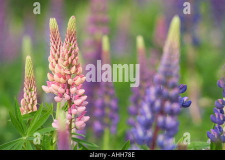 I lupini in estate Prince Edward Island in Canada Foto Stock