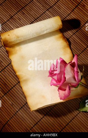 Rosa rosa su di età compresa la carta pergamena Foto Stock