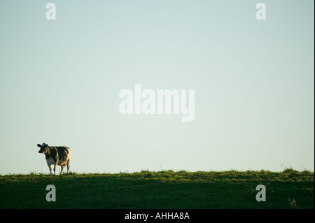 Mucca in piedi sul crinale in Upstate New York Foto Stock