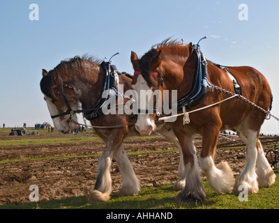 Shire cavalli a Vintage Match di aratura tirando un aratro imbrigliato insieme. Il Galles del Nord Regno Unito Foto Stock