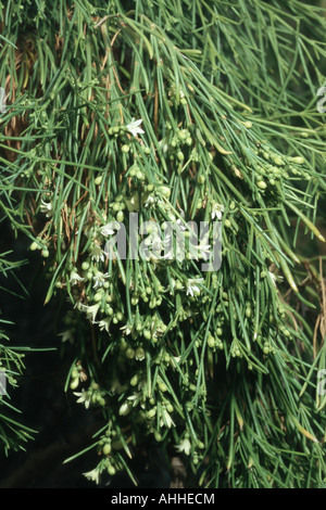 Appendere plocama (Plocama pendula), rigogliosa pianta, Canarie, Tenerife Foto Stock