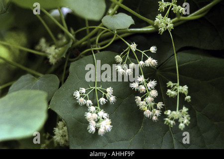 Giallo parilla, Canada moonseed (Menispermum canadense), fioritura Foto Stock