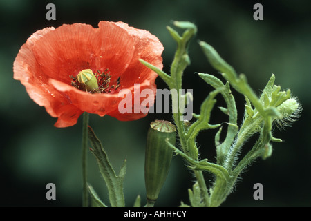 A lungo guidato il papavero, campo papavero (Papaver dubium), fiore Foto Stock