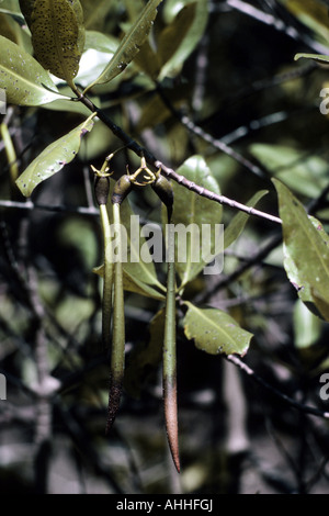 Mangrovia rossa (Rhizophora mangle), frutta Foto Stock