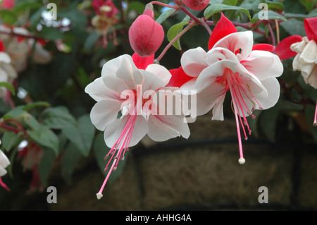 Fuchsia Swingtime Foto Stock