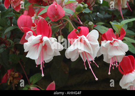 Fuchsia Swingtime Foto Stock