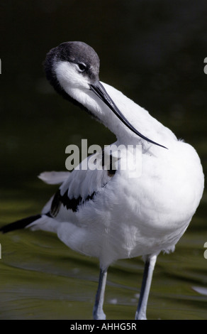 Pied avocet (Recurvirostra avosetta), piumaggio cura, Regno Unito, Inghilterra, Norfolk Foto Stock