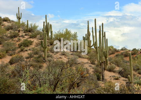 Cactus saguaro (Carnegiea gigantea, Cereus giganteus), old individui in un pendio nel Deserto Sonoran, STATI UNITI D'AMERICA, Arizona Saguaro Foto Stock