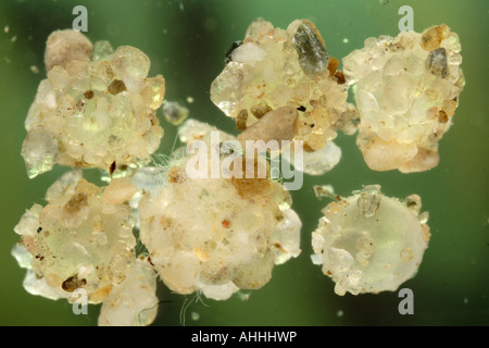 (Streber Zingel streber), uova con il substrato immediatelly dopo la deposizione delle uova, in Germania, in Baviera Foto Stock