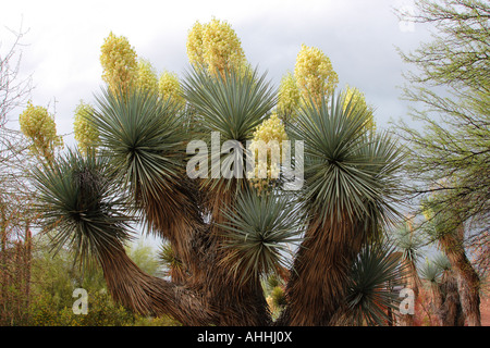 Elephant Yucca (Yucca elephantipes), molto grandi singoli con più di 10 infiorescenze, STATI UNITI D'AMERICA, Arizona, Botanischer Garten, Ph Foto Stock