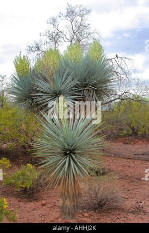 Elephant Yucca (Yucca elephantipes), con numerose infiorescenze, STATI UNITI D'AMERICA, Arizona, Botanischer Garten, Phoenix Foto Stock