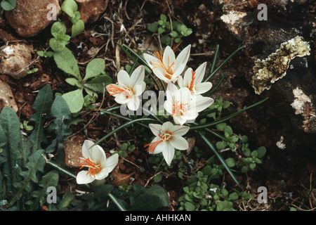Fair crocus (Crocus laevigatus), piante in fiore, Grecia, Creta Foto Stock