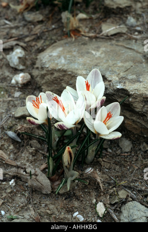 Fair crocus (Crocus laevigatus), piante in fiore, Grecia, Creta Foto Stock