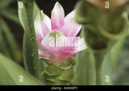 Siam Tulipani (Curcuma alismatifolia, Curcuma zedoaria), infiorescenza Foto Stock