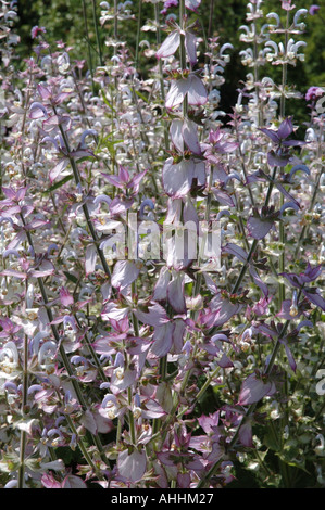 Salvia sclarea var turkestanica salvia Foto Stock