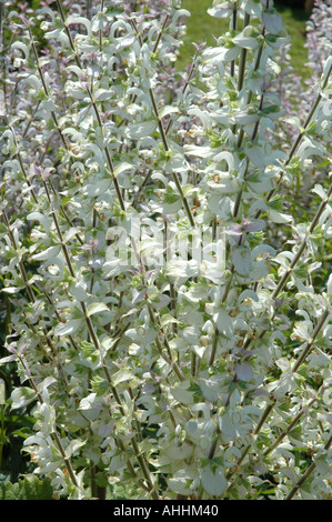 Salvia sclarea var turkestanica salvia Foto Stock