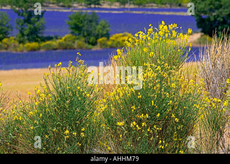 BLOOMING scope e campo di lavanda Provence Francia Foto Stock