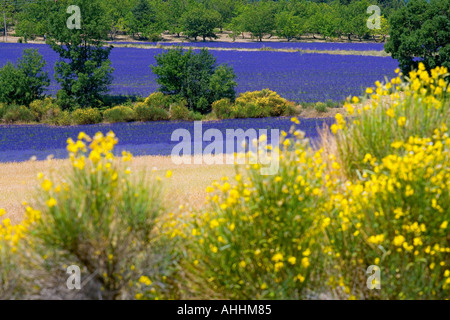 BLOOMING scope e campo di lavanda Provence Francia Foto Stock