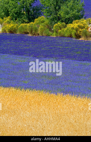 CAMPO DI FARRO E FIORITURA LAVANDA E GINESTRA PROVENCE FRANCE EUROPE Foto Stock