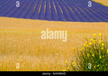 SPELT TRITICUM MONOCOCCUM CAMPO E LAVANDA FIORENTE PROVENZA FRANCIA EUROPA Foto Stock