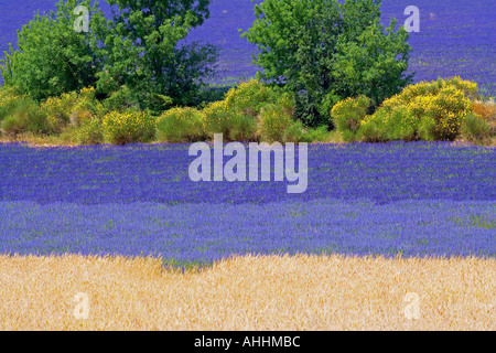 Campo di farro e la fioritura di lavanda e ginestre Provence Francia Foto Stock