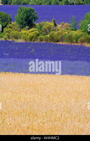 Campo di farro e la fioritura di lavanda e ginestre Provence Francia Foto Stock