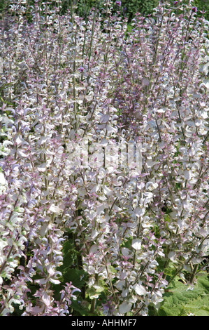 Salvia sclarea var turkestanica salvia Foto Stock