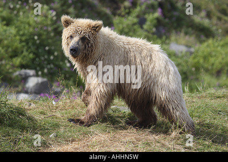 Orso bruno Orso grizzly (Ursus arctos horribilis), giovane, STATI UNITI D'AMERICA, Alaska Foto Stock