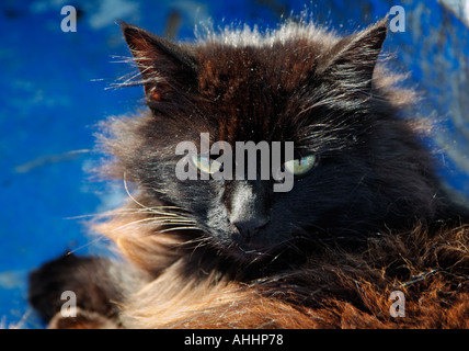 Nero e beige cat UK GB EU Europe Foto Stock