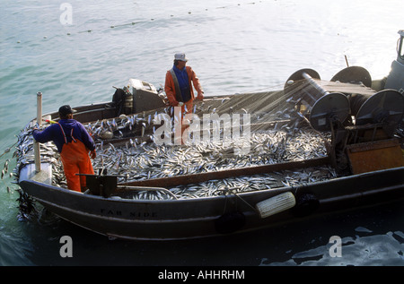 I pescatori reti di scarico pieno di aringa off Sausalito, California Foto Stock