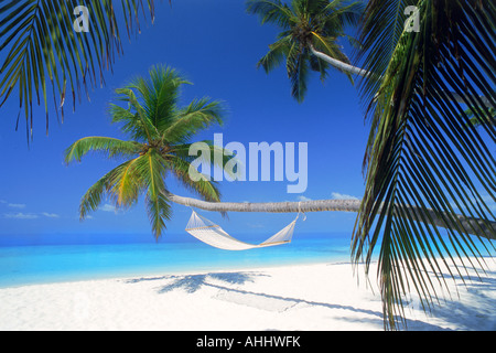 Alberi di Palma con amaca legata al lungo tronco su bianco puro e spiagge sabbiose che rappresenta un'isola tropicale vacanze Foto Stock