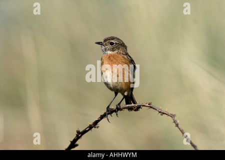 Stonechat Saxicola torquata Scozia femmina Foto Stock