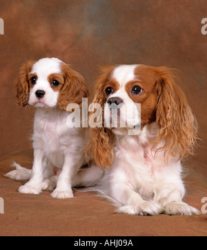 Re Charles Spaniel adulto e Puppy Foto Stock