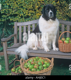Landseer cane di Terranova Foto Stock