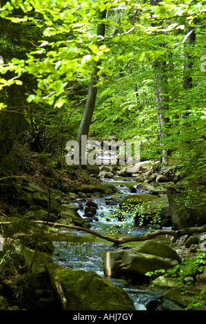 Valle del fiume Ilse nel Harz bassa catena montuosa (Ilsetal) Foto Stock