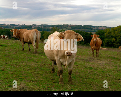 Vacche su un prato in Guascogna Francia Foto Stock