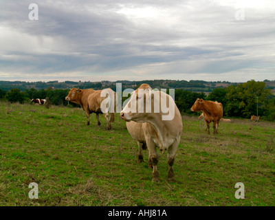 Vacche su un prato in Guascogna Francia Foto Stock