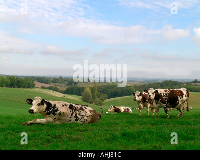 Vacche su un prato in Guascogna Francia Foto Stock