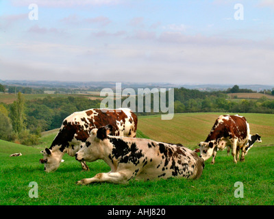 Vacche su un prato in Guascogna Francia Foto Stock