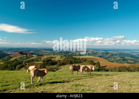 Vacche su un prato nei Pirenei in Francia Foto Stock