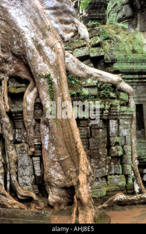 Il tempio di Ta Prohm Angkor Cambogia Foto Stock