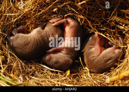 Chiudere fino a tre baby topi di campo nel nido Foto Stock