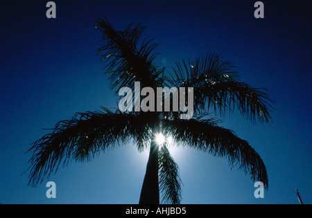 Palma dalle silhouette argentate sunburst in cielo blu chiaro. Florida, Stati Uniti. Foto Stock