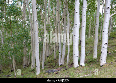 Aspen Grove Dixie National Forest Utah Foto Stock