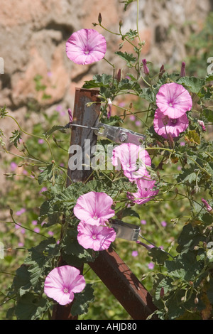 Fiori Foto Stock
