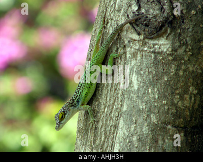 La liscivia anole (Anolis leachii) Antiguan spotted anole lizard scendendo un tronco di albero nell'isola caraibica di Antigua Foto Stock