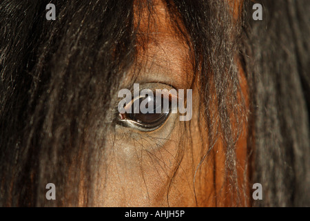 Pura spagnola di razza - ritratto - eye Foto Stock